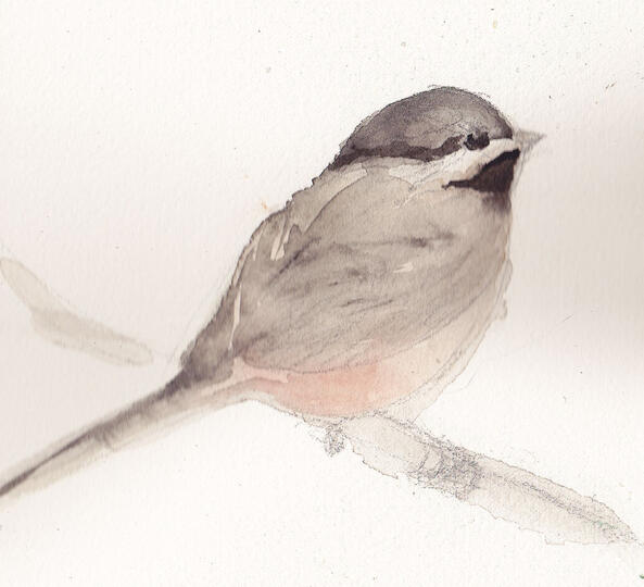 Chickadee