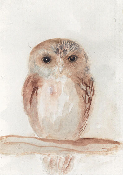 Small Owl