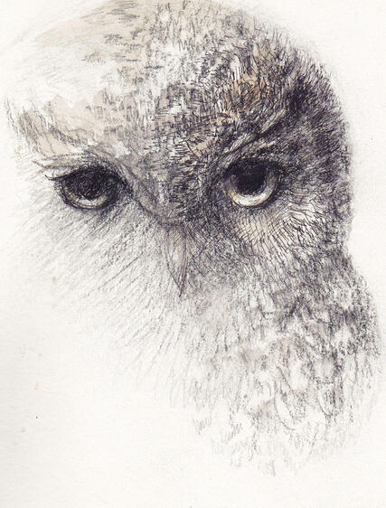 Silver Owl