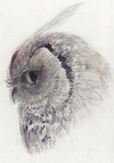 Owl Profile