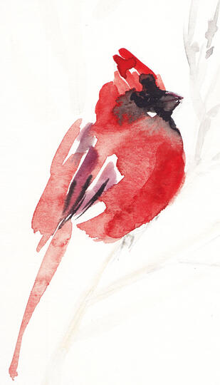 Red Cardinal