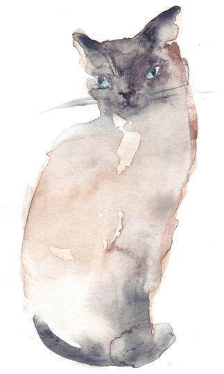 Siamese Cat